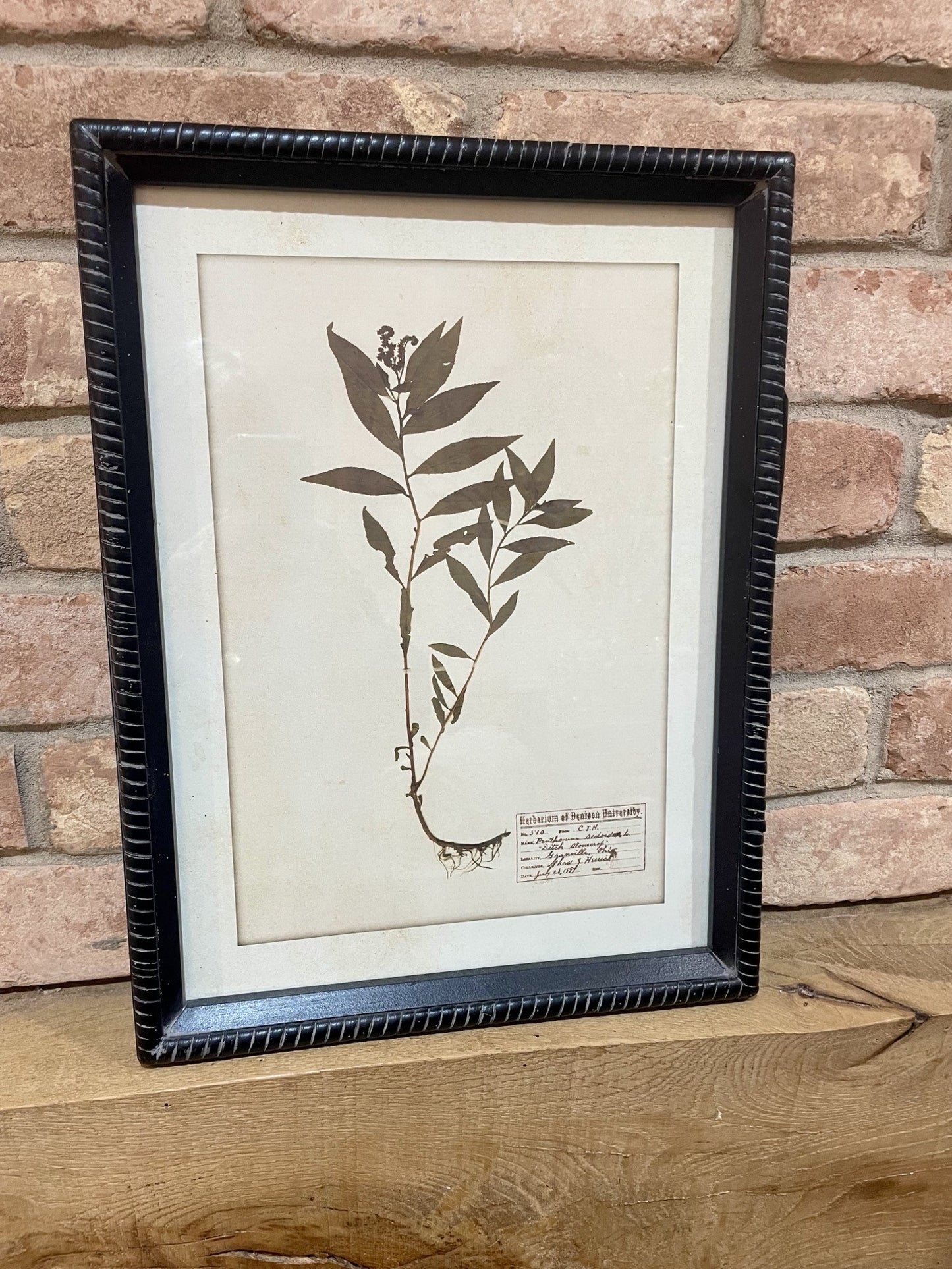 Botanical Framed Print