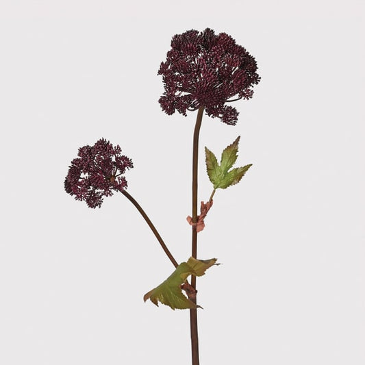 Burgundy Angelica Seed Head with Leaves